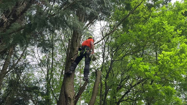 Best Storm Damage Tree Cleanup  in Ben Avon, SC