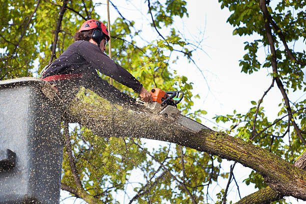 Best Root Management and Removal  in Ben Avon, SC